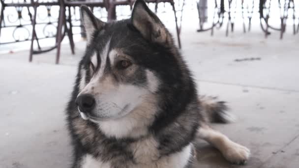 Собака Породи Аляскинський Маламут Відкритому Повітрі — стокове відео