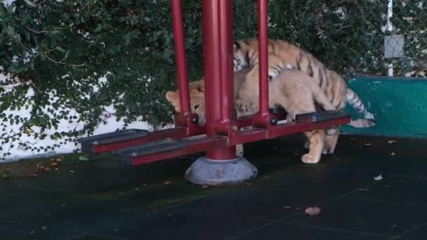 Lejonungen Och Tiger Cub Spelar Domstolen Sochi Zoo Vilda Djur — Stockvideo