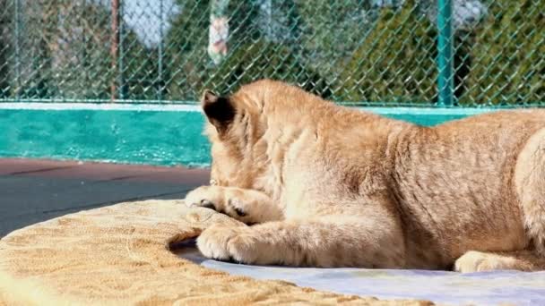 Lejonungen Och Tiger Cub Spelar Domstolen Sochi Zoo Vilda Djur — Stockvideo