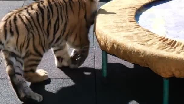 Lion Cub Tiger Cub Spelen Het Hof Sotsji Zoo Wilde — Stockvideo