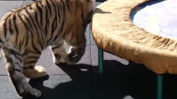 Cachorro León Cachorro Tigre Jugando Cancha Zoológico Sochi Animales Salvajes — Vídeo de stock