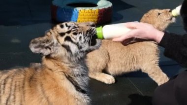 İki küçük aslan ve kaplan yavruları keçi sütü bir şişe besleme