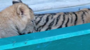 Aslan yavrusu ve sahada oynayan kaplan. Sochi Hayvanat Bahçesi. Vahşi hayvanlar esaret içinde. Sirk.