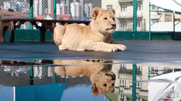 Afrikanska Lejon Panther Lion Cub Slickar Tass Lejonungen Spelar Domstolen — Stockvideo