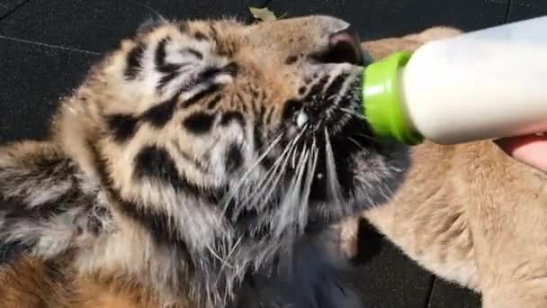 用一瓶羊奶喂两只小狮子和老虎幼崽 — 图库视频影像
