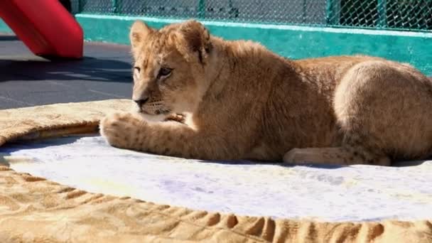Lejonungen Och Tiger Cub Spelar Domstolen Sochi Zoo Vilda Djur — Stockvideo