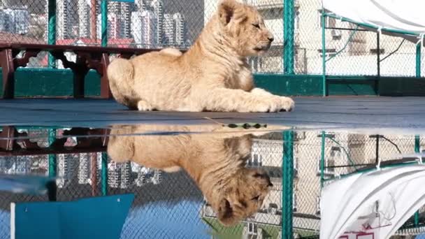 Afrikanischer Löwe Pantherlöwe Junglöwe Leckt Pfote Löwenjunges Spielt Auf Dem — Stockvideo