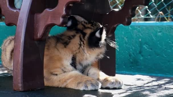 Close Van Schattige Kleine Blauwe Ogen Tiger Cub Dierentuin Sotsji — Stockvideo