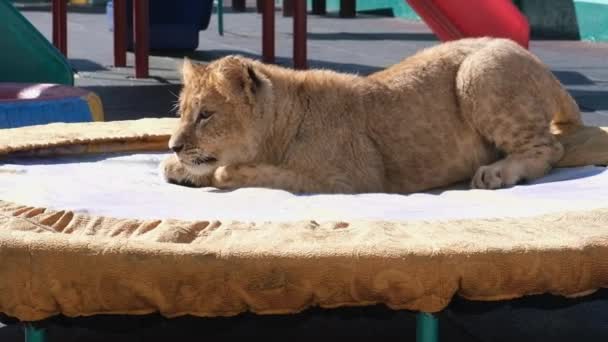 Cachorro León Cachorro Tigre Jugando Cancha Zoológico Sochi Animales Salvajes — Vídeo de stock