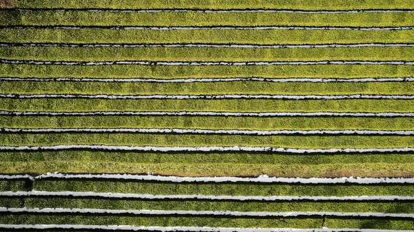 Campos de plantación de té en Sochi. Fotografía aérea de drones. Té de matcesta . —  Fotos de Stock