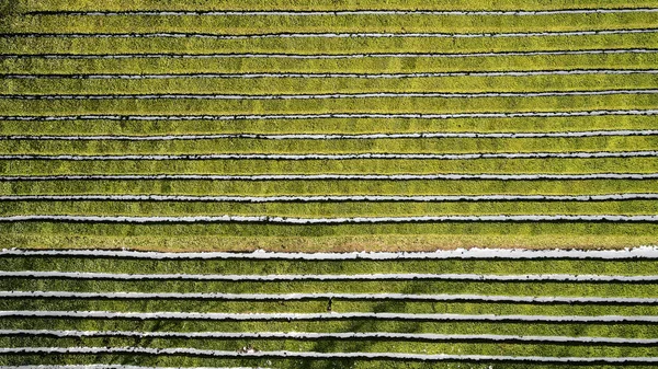 Campos de plantación de té en Sochi. Fotografía aérea de drones. Té de matcesta . — Foto de Stock