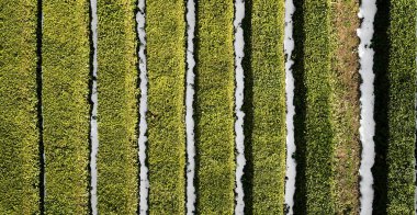 Sochi çay plantasyon alanları. Hava dron fotoğrafçılığı. Matcesta çay.