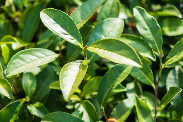 Macesta thee. De noordelijkste thee in de wereld. Thee plantage. — Stockfoto