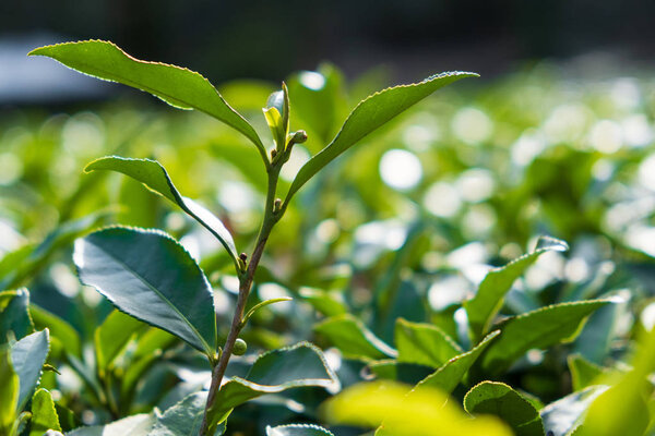 Macesta tea. The northernmost tea in the world. Tea plantation. 