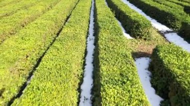 Hava fotoğrafçılığı quadrocopter ile. Çay plantasyon Sochi içinde. Dünyanın en Kuzey çay. Yeşil çay. Siyah çay.