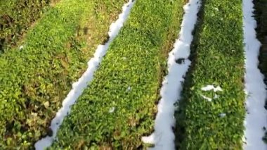 Hava fotoğrafçılığı drone ile. Uçuş çay tarlaları Sochi, Krasnodar bölgesi üzerinde. Dünyanın en Kuzey çay. Yeşil çalılar sahada. Güneş ışık parlar görkemli görünümü üzerinde çay bitki yaprakları.