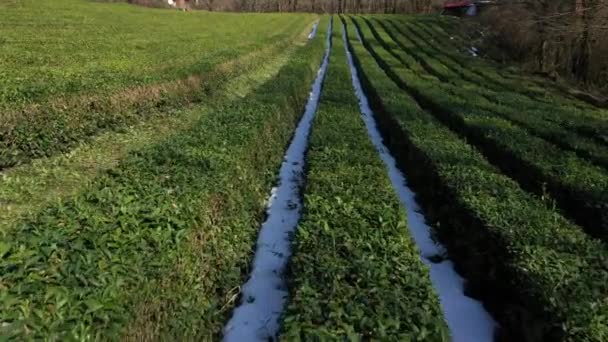 Luchtfoto Met Quadrocopter Thee Plantage Sotsji Noordelijkste Thee Wereld Groene — Stockvideo