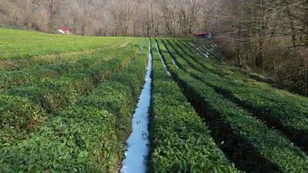 Luchtfoto Met Quadrocopter Thee Plantage Sotsji Noordelijkste Thee Wereld Groene — Stockvideo