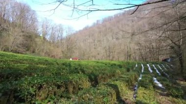 Hava fotoğrafçılığı drone ile. Uçuş çay tarlaları Sochi, Krasnodar bölgesi üzerinde. Dünyanın en Kuzey çay. Yeşil çalılar sahada. Güneş ışık parlar görkemli görünümü üzerinde çay bitki yaprakları.