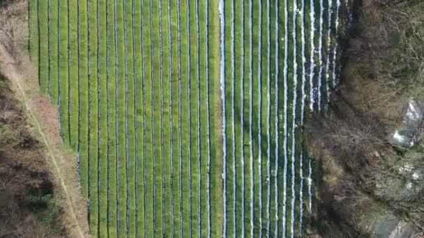 Αεροφωτογράφηση Ύψους Φυτεία Τσαγιού Στο Σότσι Περιφέρεια Κρασνοντάρ Προβολή Πάνω — Αρχείο Βίντεο