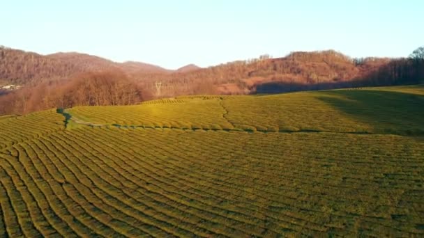 Fotografia Aérea Drone Plantações Chá Partir Uma Vista Panorâmica Chá — Vídeo de Stock