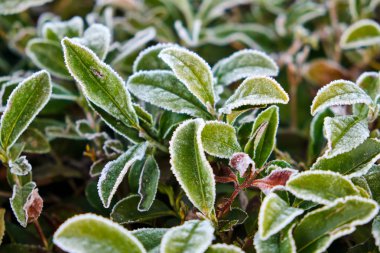 Yeşil çay çay plantasyonda sabah kalkıyor. Matsesta çay, Sochi