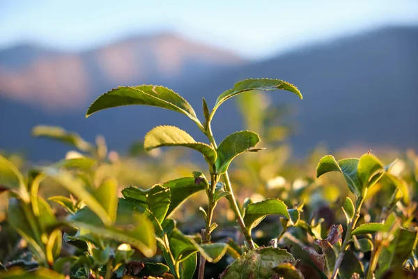 Green tea leaves on the tea plantation in the morning. Matsesta tea, Sochi