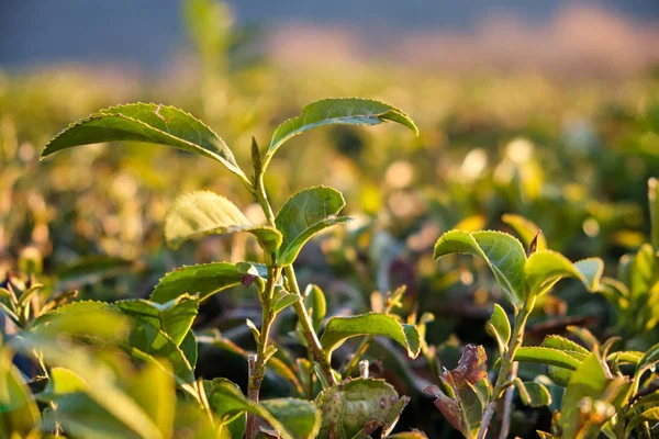 Yeşil çay çay plantasyonda sabah kalkıyor. Matsesta çay, Sochi