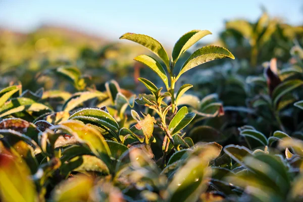 Green tea leaves on the tea plantation in the morning. Matsesta tea, Sochi