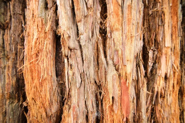 Rustic tree bark texture