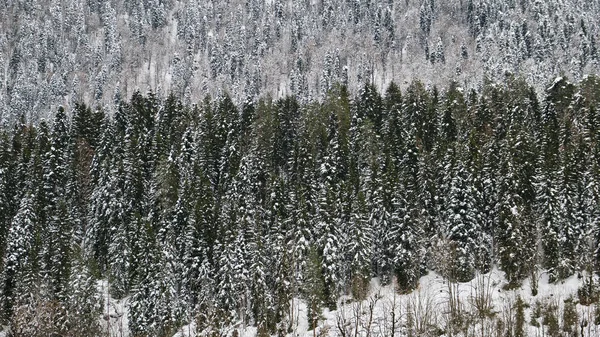 Туманный осенний хвойный лес Пейзаж фон Путешествие спокойный живописный вид — стоковое фото