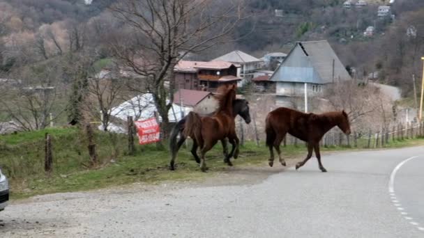 Scatto Rallentatore Natura Cavallo Rosso Selvatico Sulla Strada Erba Verde — Video Stock
