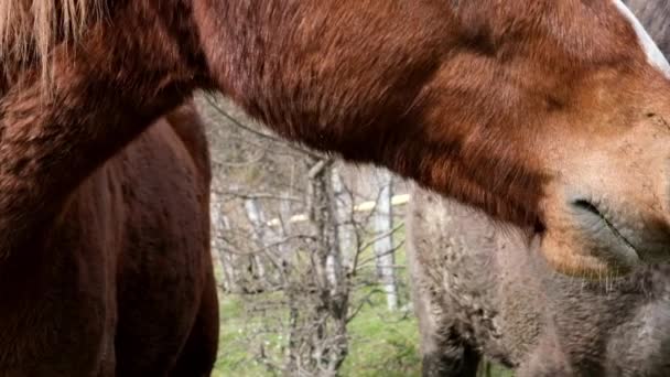 Tête de cheval sauvage en gros plan. Tir au ralenti. De la laine brune. La nature sauvage de Sotchi .