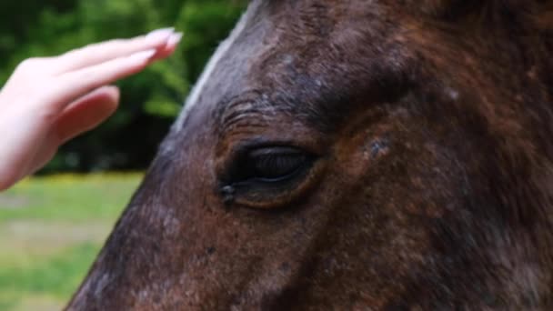Hästens Huvud Brun Närbild Flickans Hand Smekande Djurets Ansikte Stora — Stockvideo
