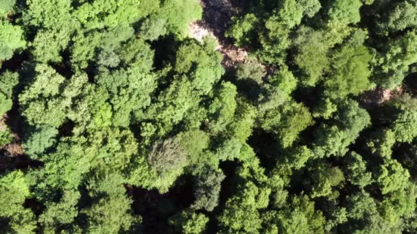 Grabación Video Aéreo Bosque Verde Montaña Más Alta Fisura Acantilado — Vídeos de Stock