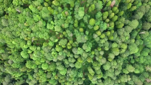 Grabación Video Aéreo Bosque Verde Alto Las Montañas Tiro Panorámico — Vídeos de Stock