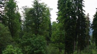 Havadan video çekimi. Ormandaki uzun yeşil ağaçlar. En yüksek dağ. Gri bulut. Yaban hayatı. Yukarı çekilin. Bulutlu hava. Yoğun sis.