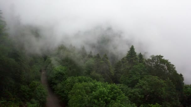 Riprese Video Aeree Foresta Verde Albero Alto Nebbia Pesante Sulla — Video Stock
