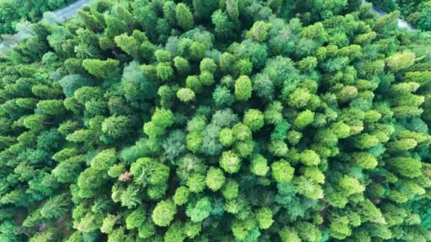 Lotnicze Strzelanie Wideo Widok Góry Zielone Drzewa Droga Wzdłuż Rzeki — Wideo stockowe