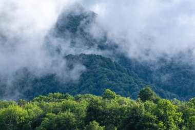 En yüksek dağ. Dağlardaki bulutlar. Yeşil ağaç. Yaban hayatı.