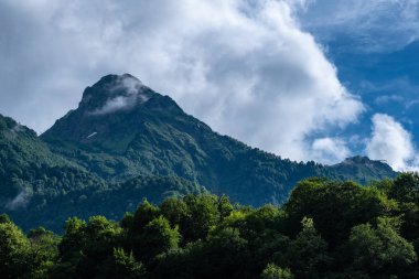 Yüksek dağın tepesi. Ağaçların üstündeki bulut. Yeşil orman. hiç insan yok. Yaban hayatı.