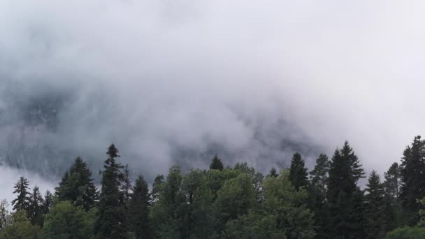 木々の上に 灰色の雲が飛んでいた 空気の動き 人はいない悪天候 — ストック動画