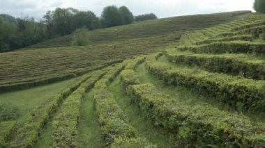 Yeşil çalıların pürüzsüz sıraları. Çay çiftliği. Hava videosu. Devam edelim. Macesta. Soçi. Çiftlik. 