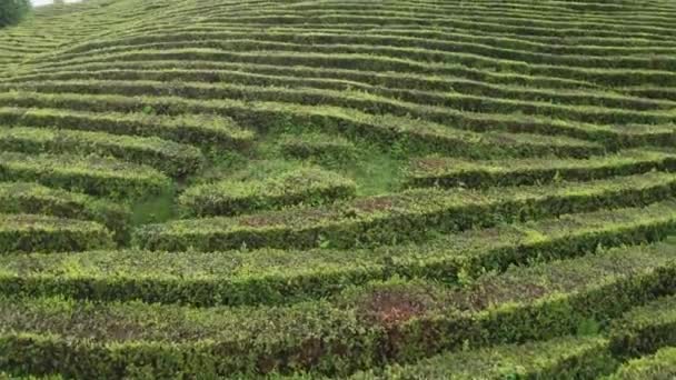 Filas Suaves Arbustos Verdes Plantación Vídeo Aéreo Avanzando Macesta Sochi — Vídeo de stock