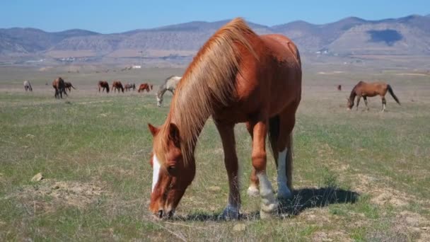 Un caballo marrón come hierba en un campo. ¡Animal! Naturaleza. Ganado. Una manada de caballos. Agricultura. En cámara lenta.. — Vídeo de stock