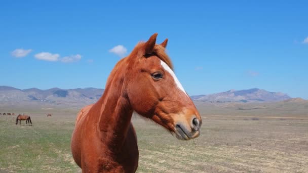 Ένα καφέ άλογο τρώει γρασίδι σε ένα χωράφι. Ζώο. Η φύση. Ζώα. Ένα κοπάδι άλογα. Γεωργία. Αργή κίνηση. — Αρχείο Βίντεο