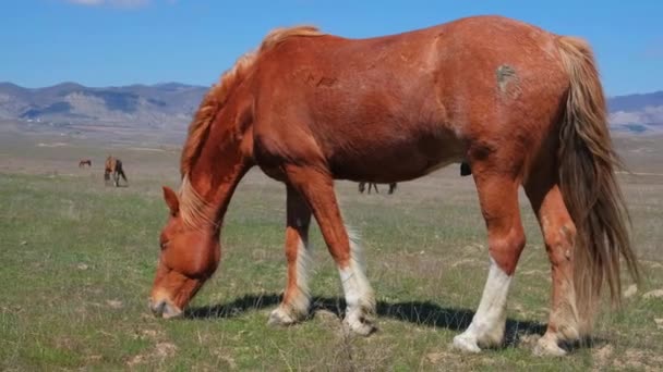 Um cavalo castanho come erva num campo. Animal. Natureza. Pecuária. Uma manada de cavalos. Agricultura. Movimento lento. — Vídeo de Stock