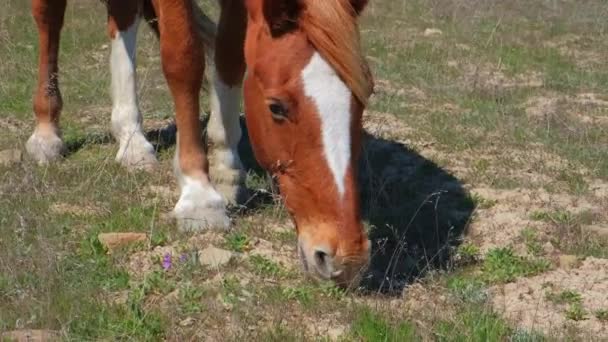 Un caballo marrón come hierba en un campo. ¡Animal! Naturaleza. Ganado. Una manada de caballos. Agricultura. En cámara lenta.. — Vídeo de stock