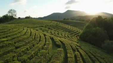 Çay çiftliği. Yeşil çalıların pürüzsüz sıraları. Gün batımı. Hava fotoğrafçılığı. Doğa. Çevre dostu bir ürün. Soçi. Makesta. 