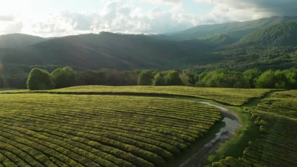 Teeplantage Glatte Reihen Grüner Büsche Sonnenuntergang Luftaufnahmen Die Natur Ein — Stockvideo